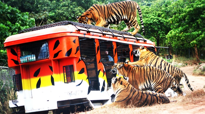 Zoobic Safari